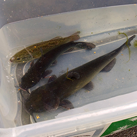 N.J. Fish and Wildlife bring some large fish from a local hatchery for attendees to check out and touch. Photo by the DRBC.