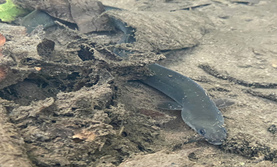 An American eel in Brock Creek, a Pa. Delaware River tributary. Photo by the DRBC.