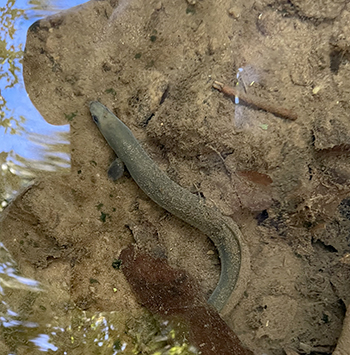 An American eel underwater. Photo by the DRBC.