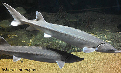 Atlantic Sturgeon. Image courtesy of fisheries.noaa.gov.