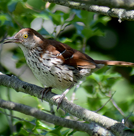 Brown Thrasher. Photo: Carla Kelly Mackey