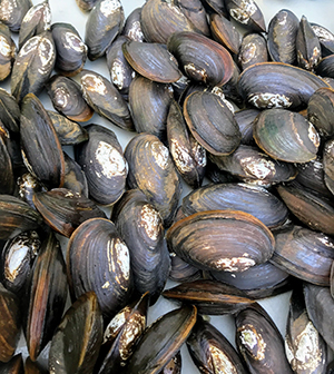 Alewife floater mussels. Photo by DRBC.