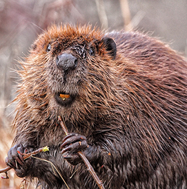 Beaver. Photo: John Fallon.