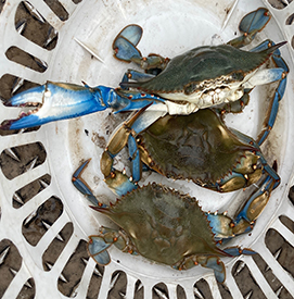 Blue crabs. Photo by DRBC.
