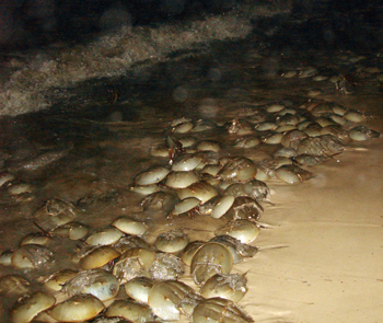 Horseshoe crabs line the shoreline as they prepare to lay their eggs in the spring. Photo by DRBC.