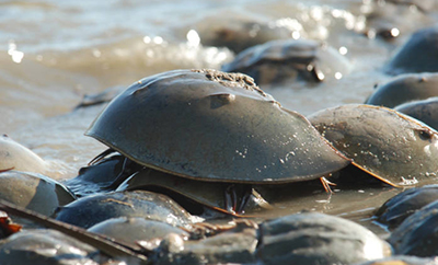 Horseshoe crabs. Photo courtesy of the U.S. Fish and Wildlife Service.