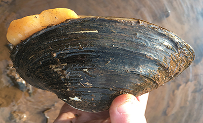 Photo of a creeper, a freshwater mussel. Photo by DRBC.