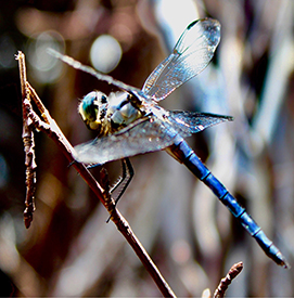 A dragonfly by Gavin Munro.
