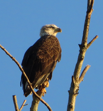 A bald eagle visits DRBC's property in September 2016. Phoot by DRBC.