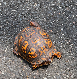 An eastern box turtle. Photo by the DRBC.