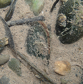 Eastern elliptio, a type of freshwater mussel. Photo by DRBC.