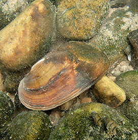 Eastern floater, a type of freshwater mussel. Photo by DRBC.