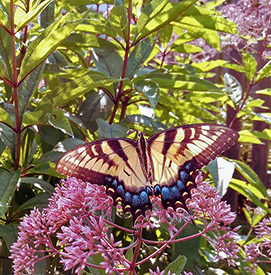 Eastern Tiger Swallowtail by DRBC.