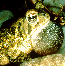 Fowler Toad by DRBC.