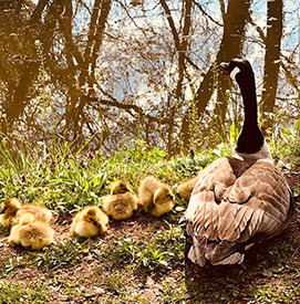 Geese along the Delaware Canal. Photo by Howard Glatter.