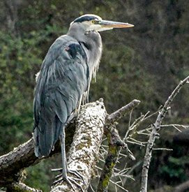 Great Blue Heron. Photo: Scott Sharadin