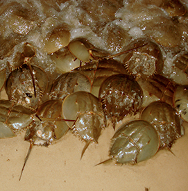 Horseshoe crabs crowd a New Jersey beach in May. Photo by DRBC.