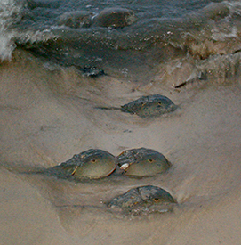 Horseshoe crabs riding the waves to shore. Photo by DRBC.
