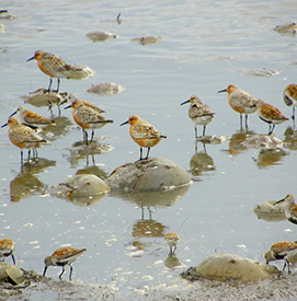 The life cycles of horseshoe crabs and red knots are closely connected. Photo by Mark Binder.