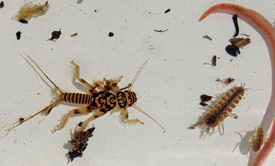 Macroinvertebrates collected for an educational lesson. Photo by DRBC.