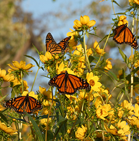 Monarchs on Beggars Tick. Photo by John Anderson.