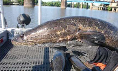 A northern snakehead. Photo courtesy of the Philadelphia Water Department.