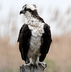 Osprey. Photo: Barry Blust