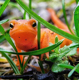 Red Spotted Newt by Janice Annunziata.