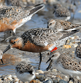 A red knot. Photo by Greg Breese, USFWS.