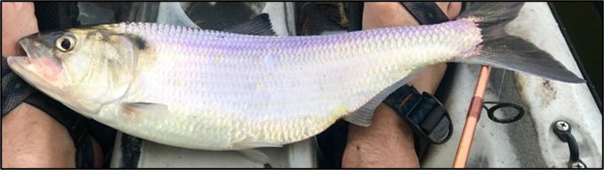 An American Shad. Photo by DRBC.