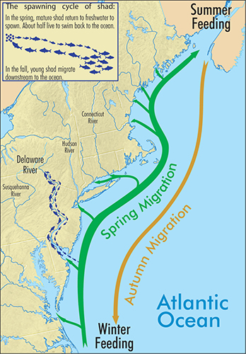 Life cycle of an American Shad. Graphic by DRBC.