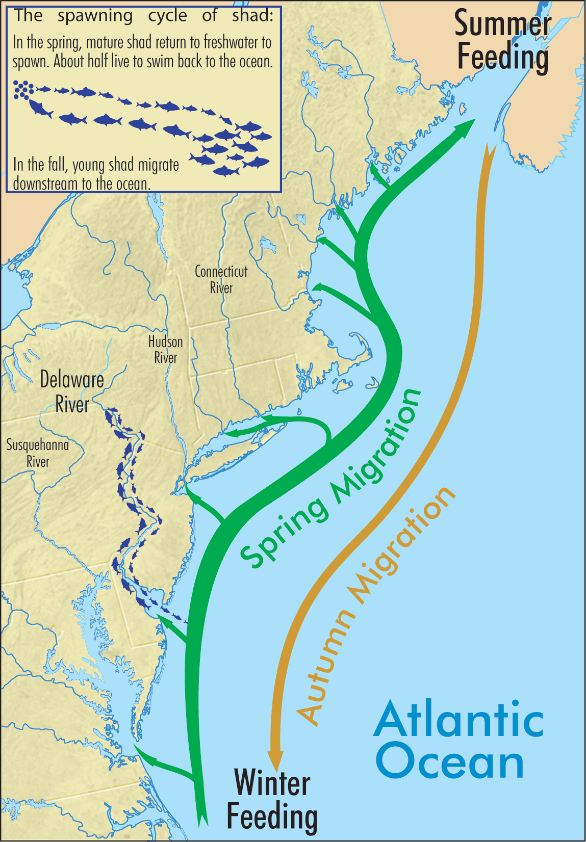 Delaware River Basin CommissionLiving Resources: American Shad