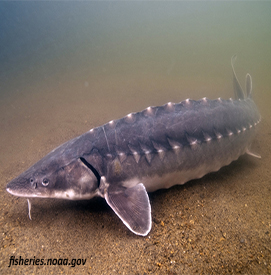 Shortnose Sturgeon. Photo courtesy of fisheries.noaa.gov.