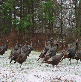 Turkeys on the DRBC's property. Photo by the DRBC.