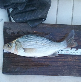 White Perch. Photo by DRBC.