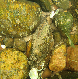 A yellow lampmussel. Photo by DRBC.