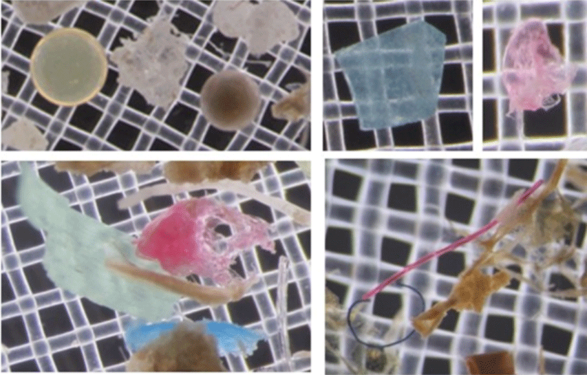 Microplastics as seen under the microscope by University of Delaware researchers. Photo courtesy of the Univ. of Delaware.