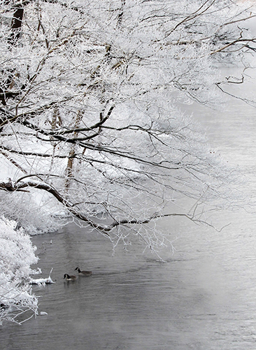 Polar Vortex Beauty by Bridget Davis.