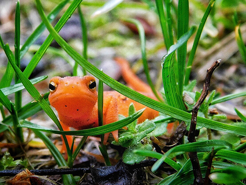Red Spotted Newt by Janice Annunziata. This photo was the winner of DRBC's Spring 2018 Delaware Basin Photo Contest.