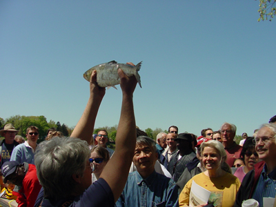 An American shad. Photo by DRBC.