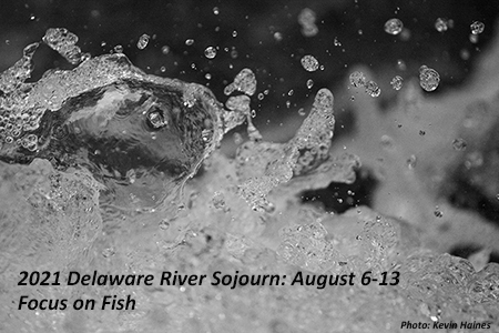 Sojourn 2021: August 6-13. Focus on Fish.