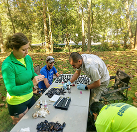DRBC and PDE staff measure and tag each mussel with an identifier at the beginning of the study. Photo by DRBC.