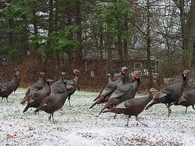 Photo of wild turkeys on the grounds of the DRBC.