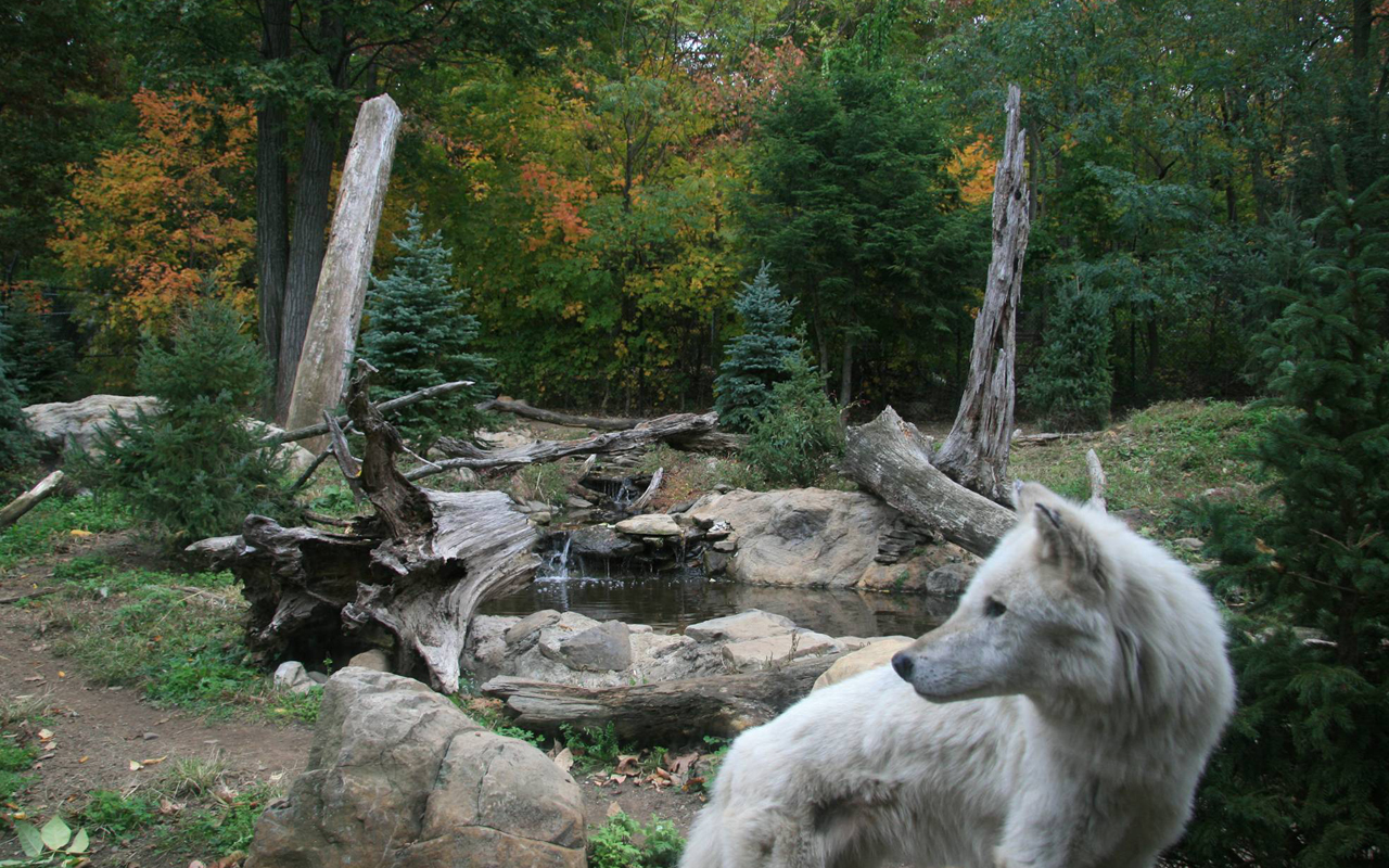  Wolf Habitat at the Turtleback Zoo West Orange