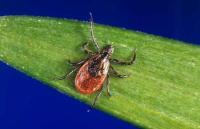 Tickborne Disease Awareness
