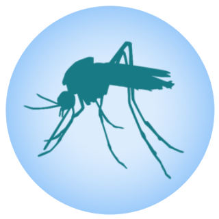 mosquito