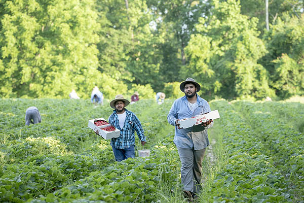 farm workers harvesting strawberries