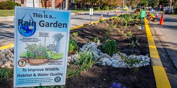 Rain Garden