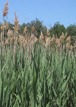 The Common Reed