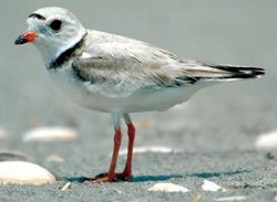 Piping Plover (Federally Threatened, State Endangered)
